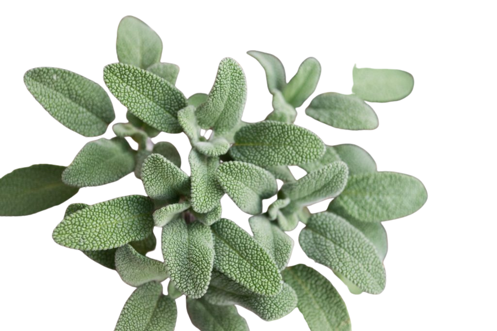 Sage