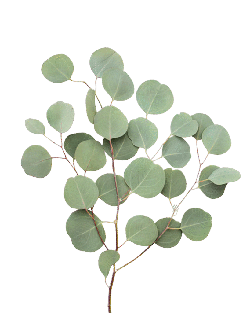 Eucalyptus