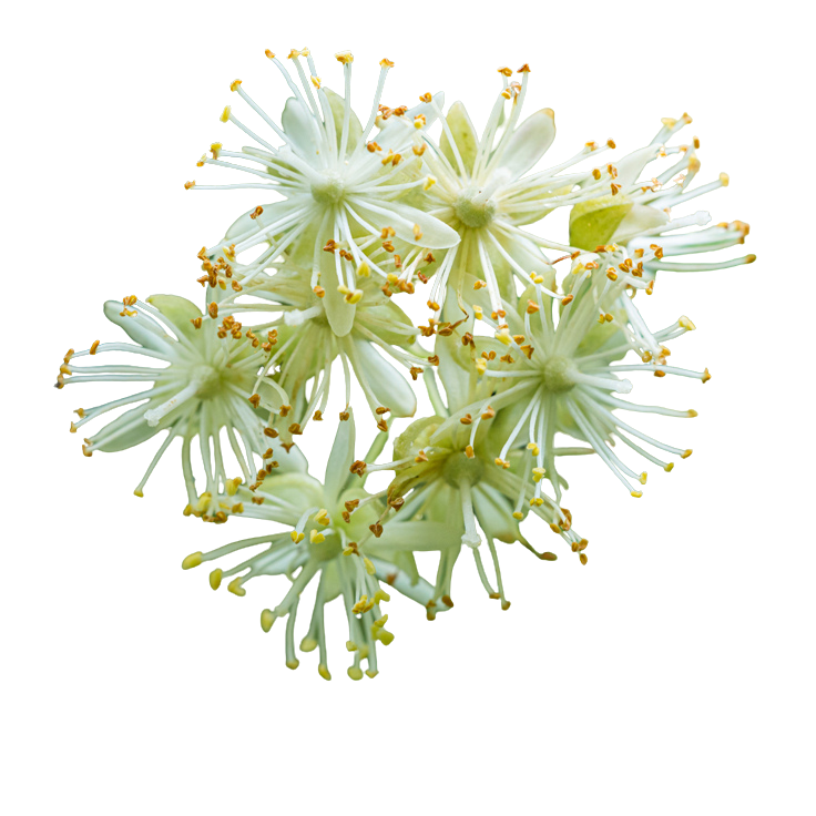 Linden Flower