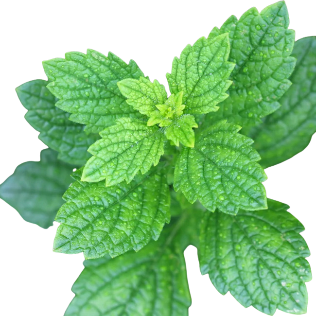 Lemon Balm