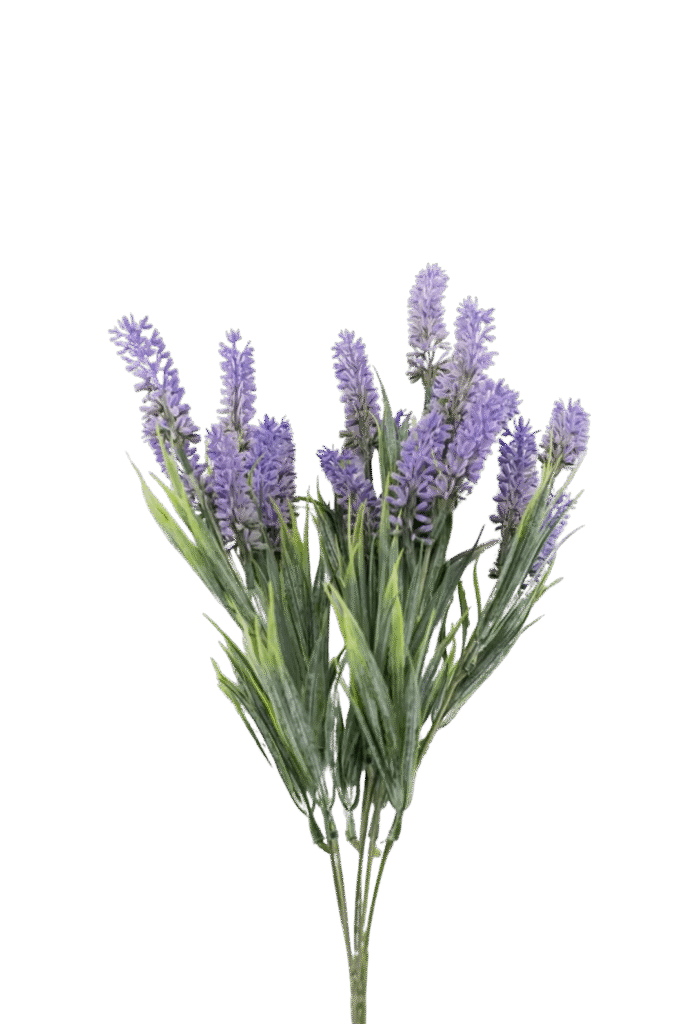 lavender