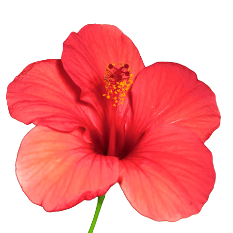 Hibiscus